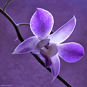 Meet your Posher, Pilly